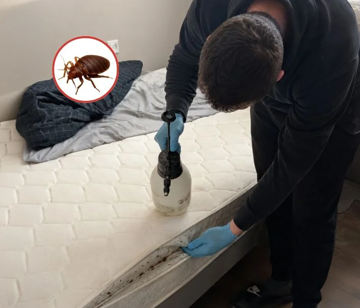 Technicien traitant un matelas contre les punaises de lit à Monthyon